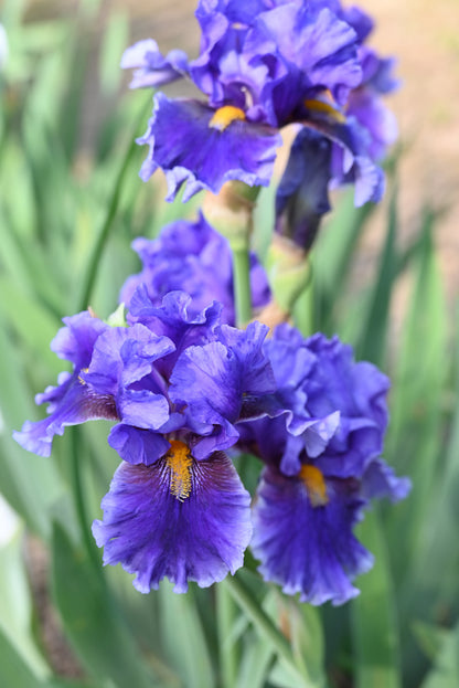 The flower Deep Dark Secret - Tall Bearded Iris (TB)