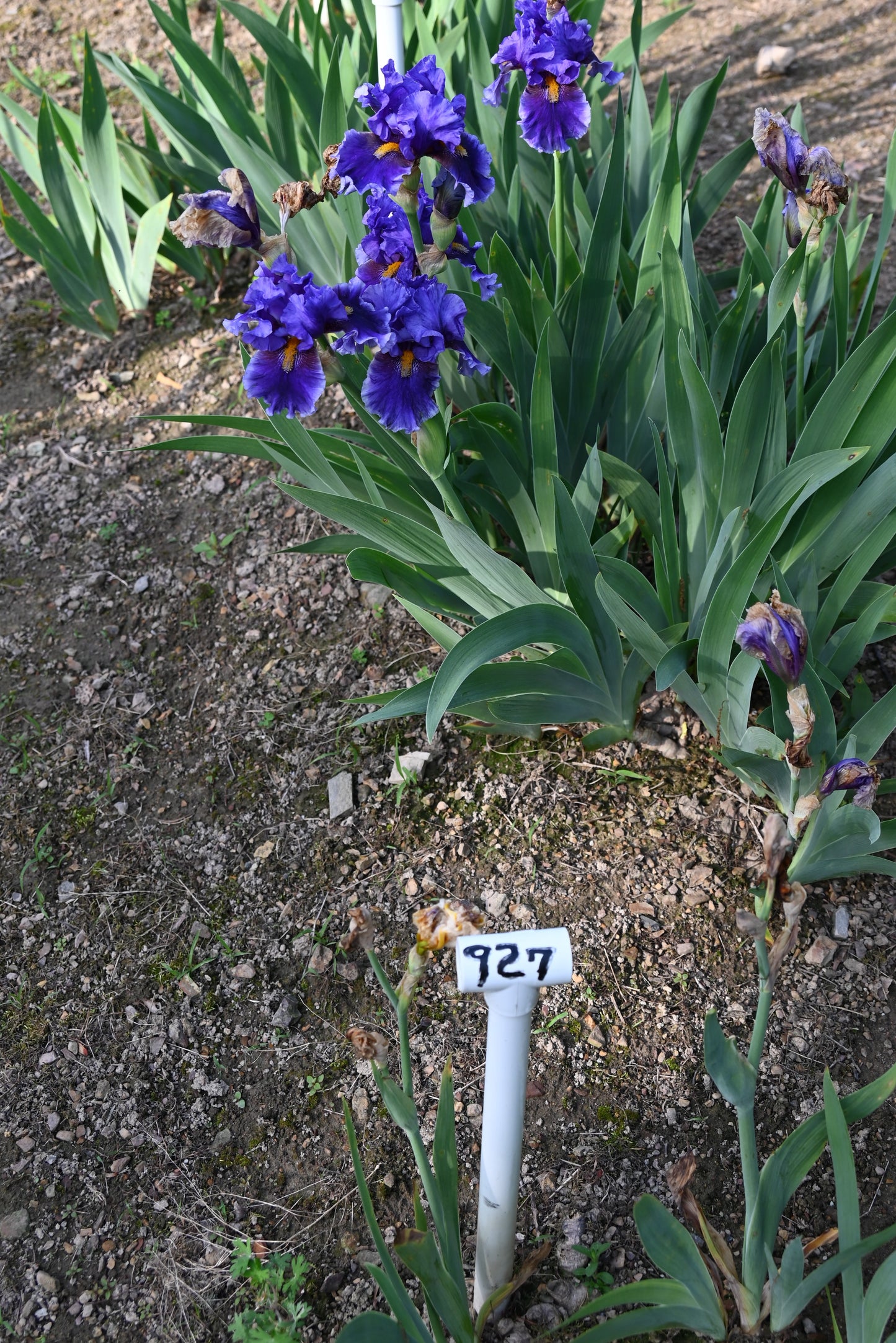 The flower Deep Dark Secret - Tall Bearded Iris (TB)