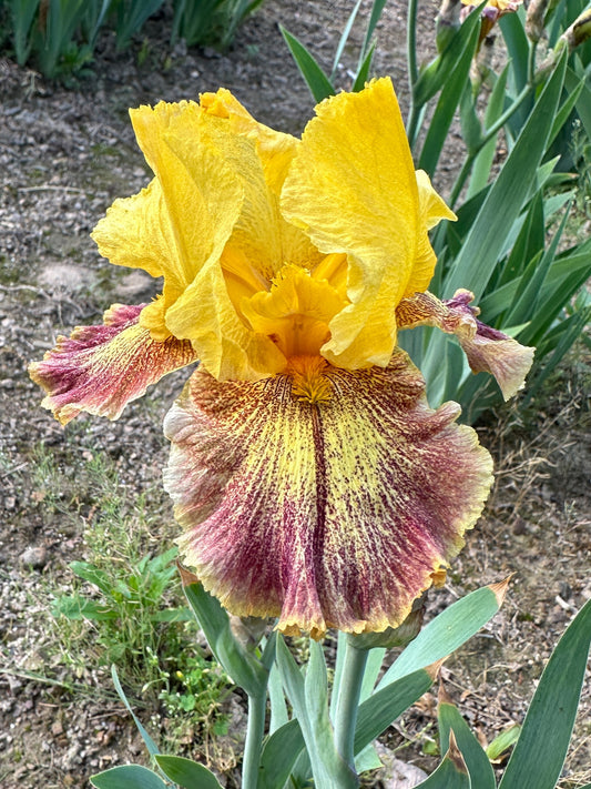 The flower Shakedown - Tall Bearded Iris (TB)