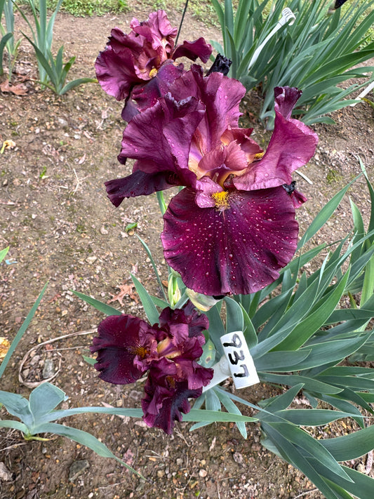 The flower Raptor Red - Tall Bearded Iris (TB)