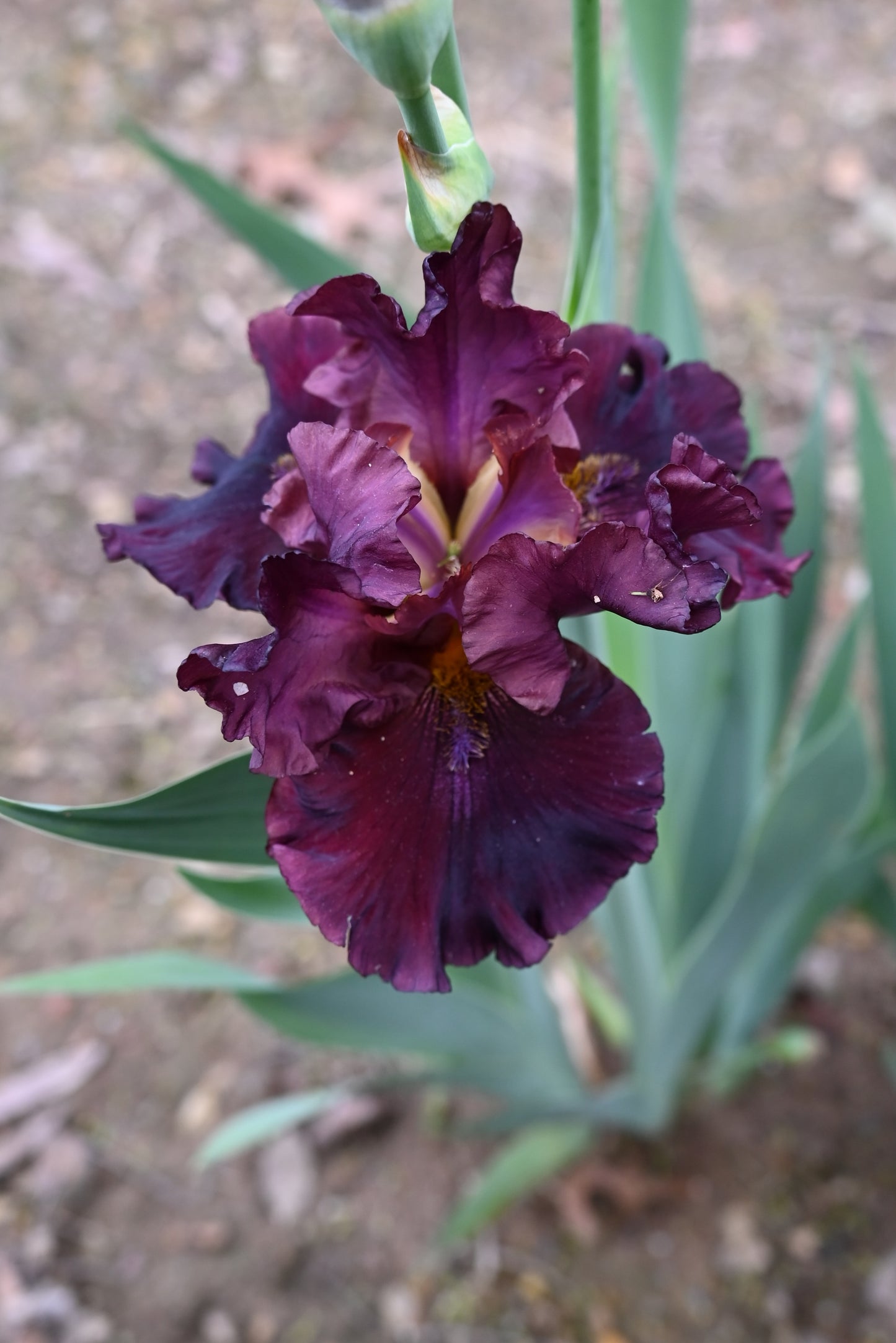 The flower Raptor Red - Tall Bearded Iris (TB)