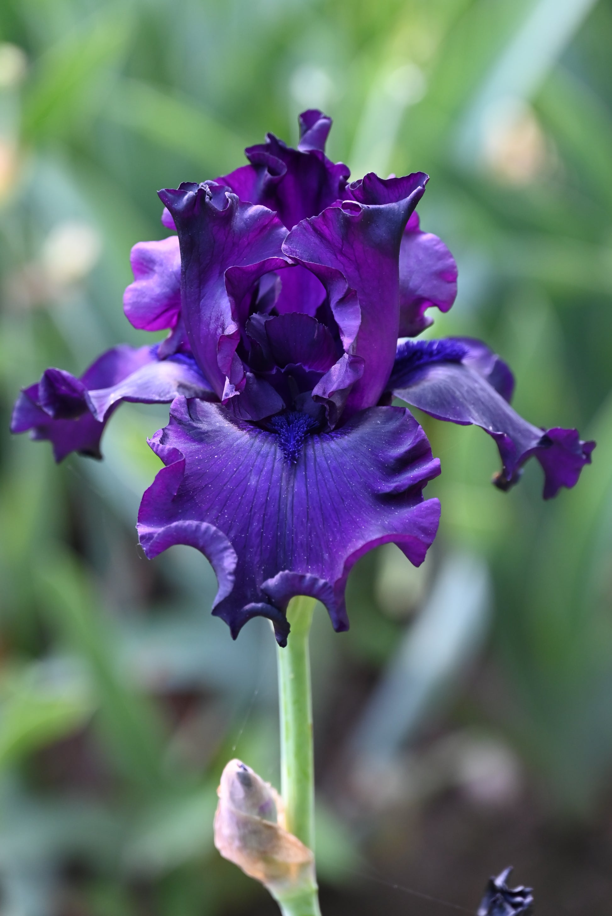 The flower Thunder Spirit - Tall Bearded Iris (TB)