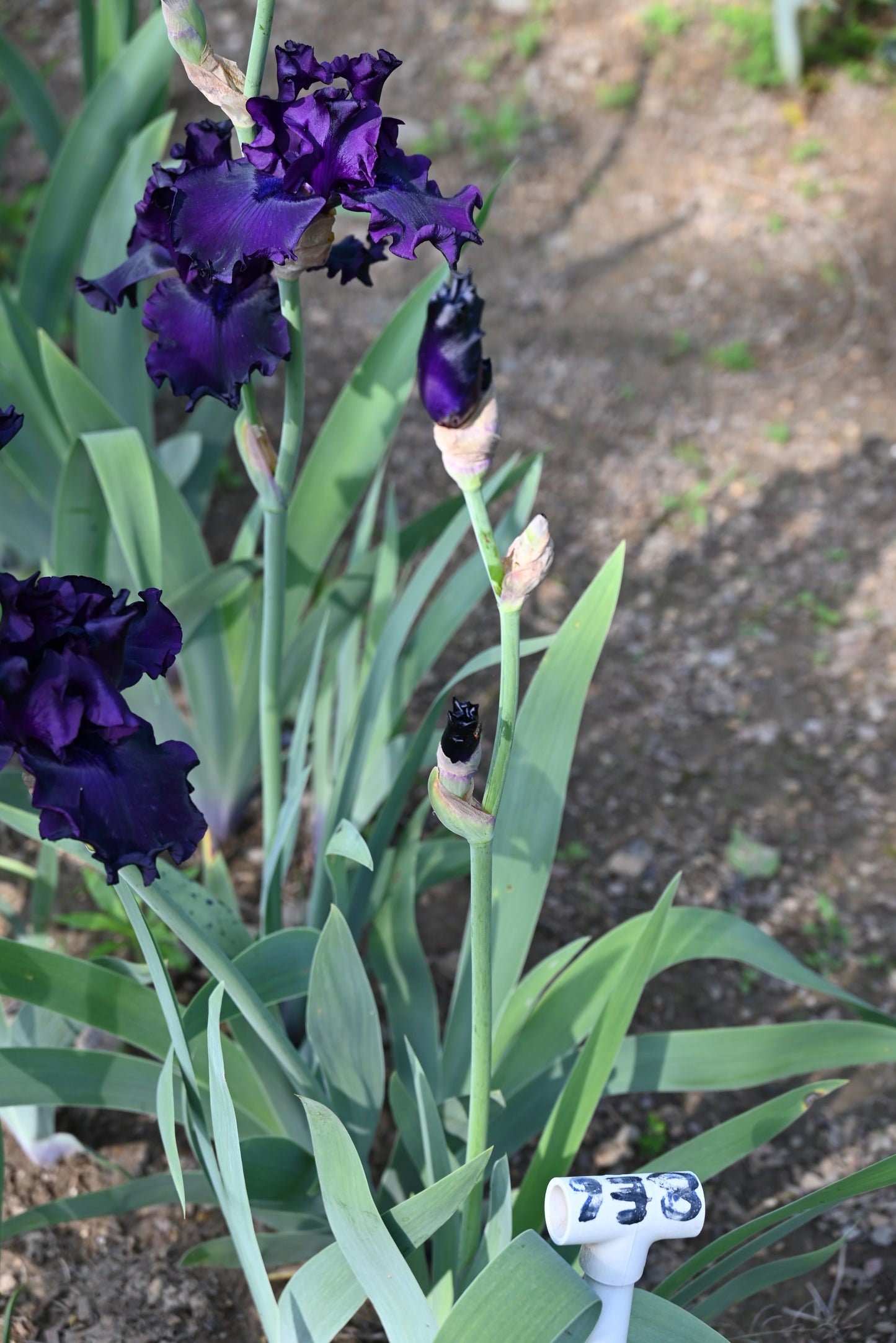 The flower Thunder Spirit - Tall Bearded Iris (TB)