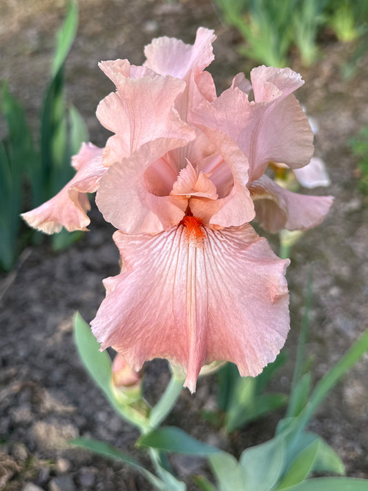 The flower Glitter Repink - Tall Bearded Iris (TB)