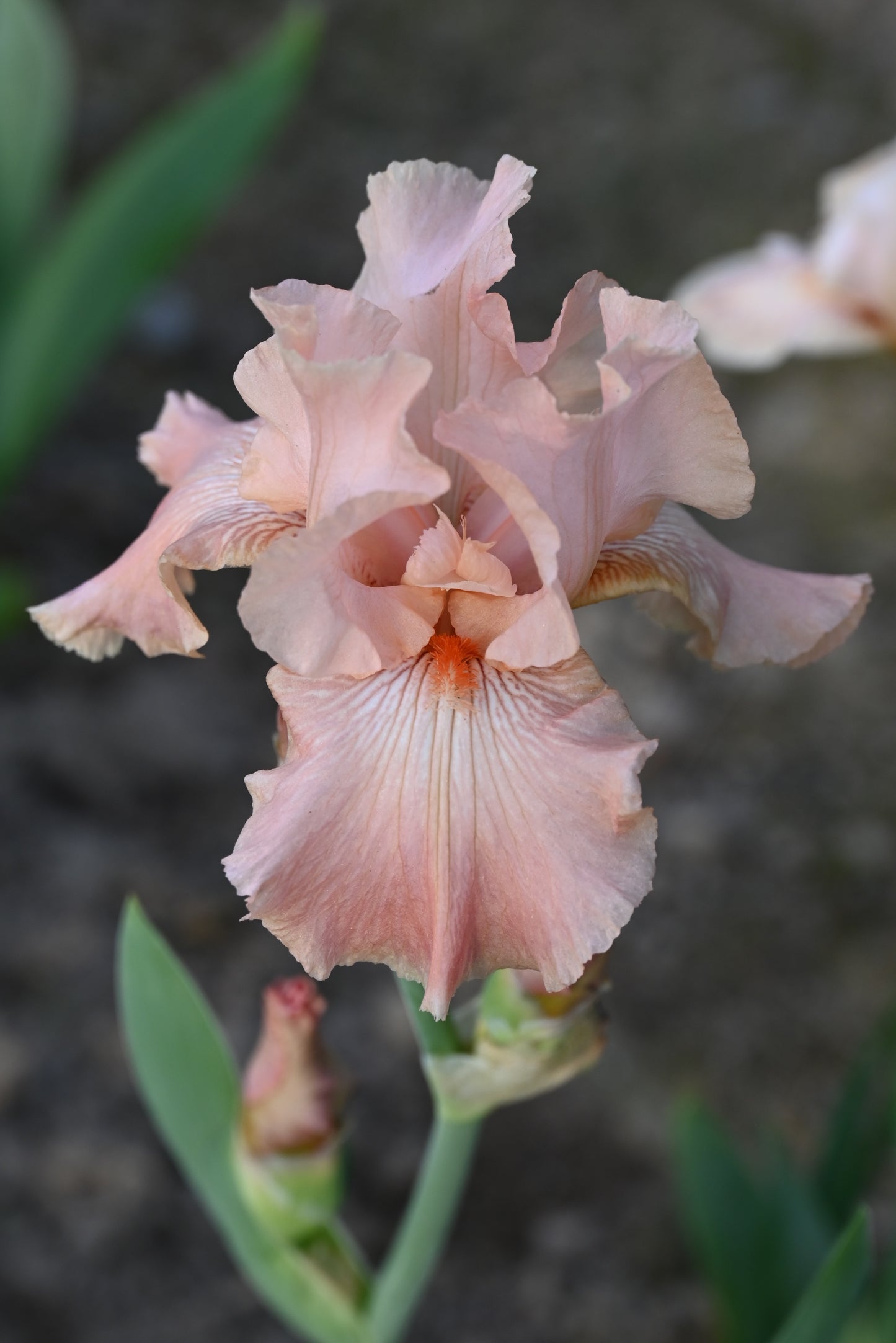 The flower Glitter Repink - Tall Bearded Iris (TB)