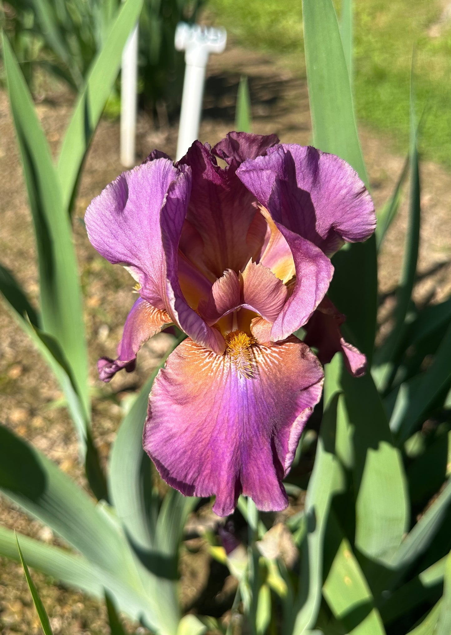 The flower Her Royal Highness - Tall Bearded Iris (TB)