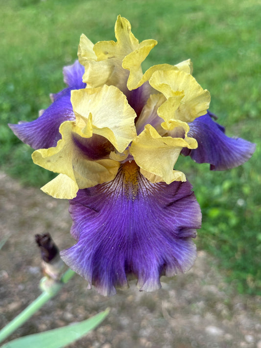 The flower Jurassic Park - Tall Bearded Iris (TB)