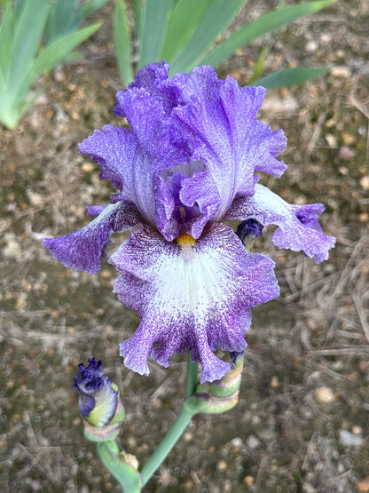 The flower Leanna - Tall Bearded Iris (TB)