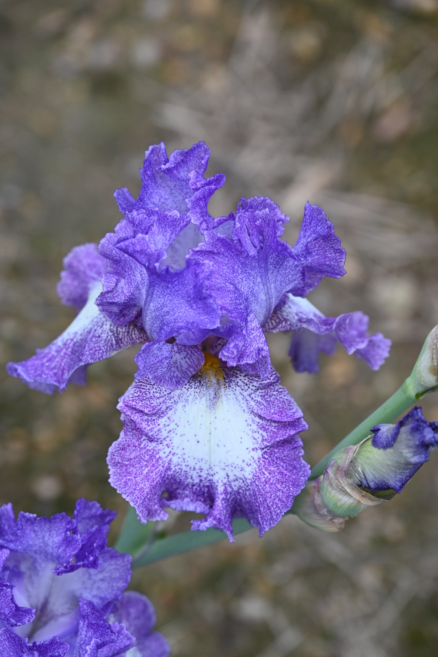 The flower Leanna - Tall Bearded Iris (TB)