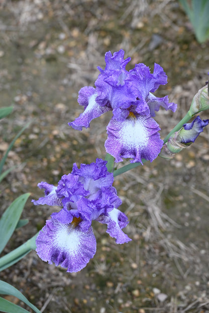 The flower Leanna - Tall Bearded Iris (TB)