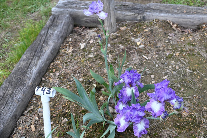 The flower Leanna - Tall Bearded Iris (TB)