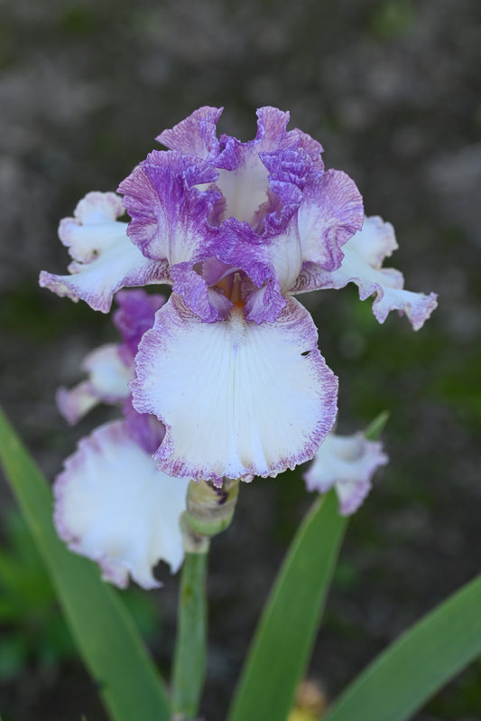 The flower Light and Airy - Tall Bearded Iris (TB)