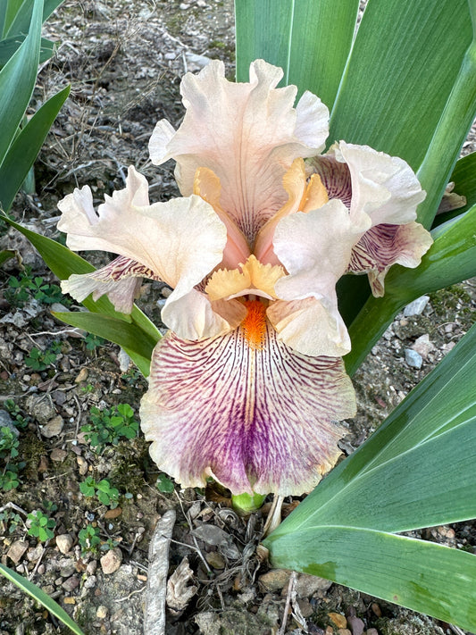 The flower Peach Royale - Tall Bearded Iris (TB)