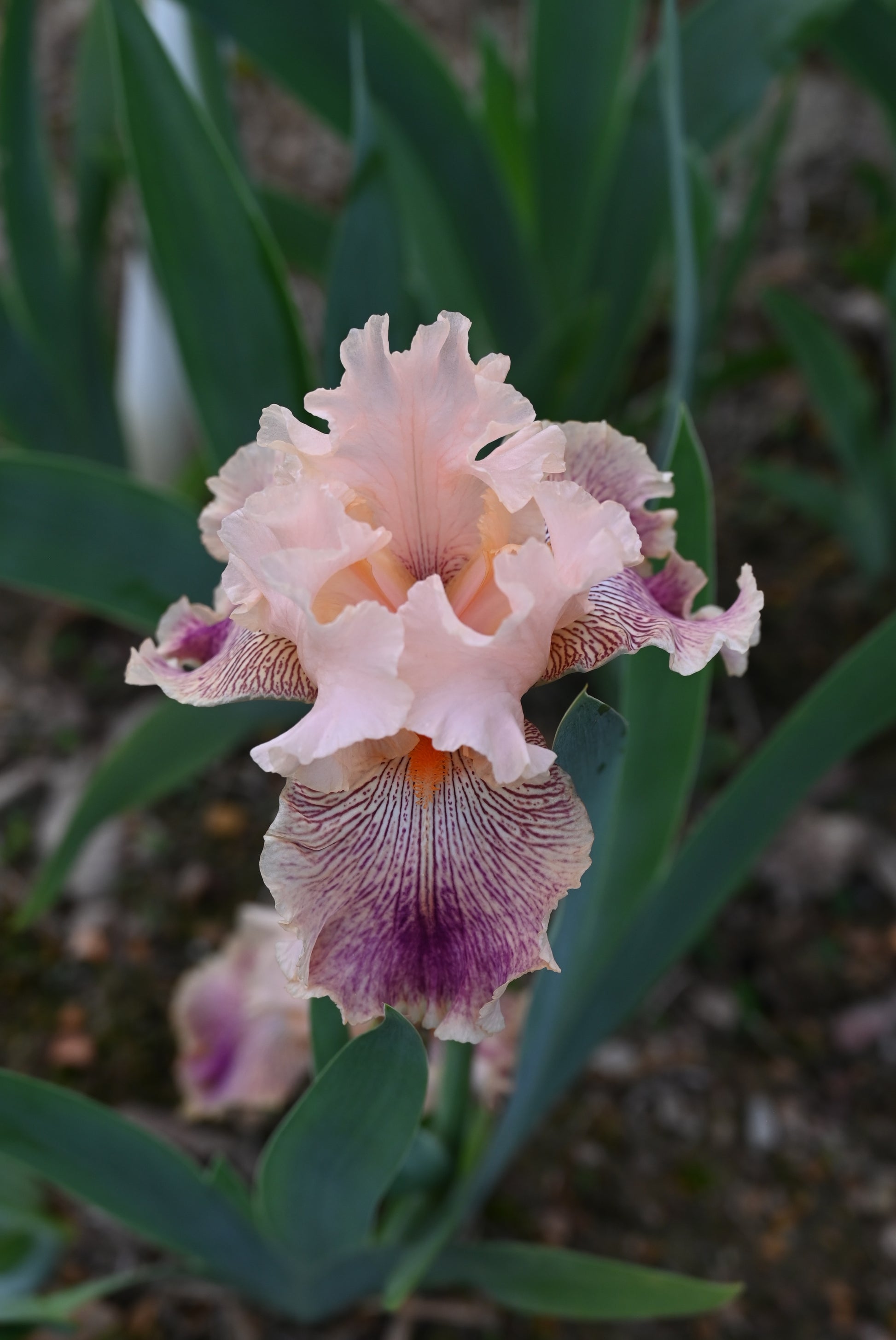 The flower Peach Royale - Tall Bearded Iris (TB)