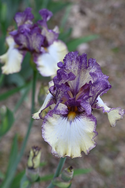 The flower Progressive Attitude - Tall Bearded Iris (TB)