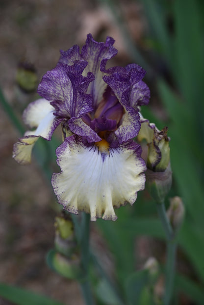 The flower Progressive Attitude - Tall Bearded Iris (TB)