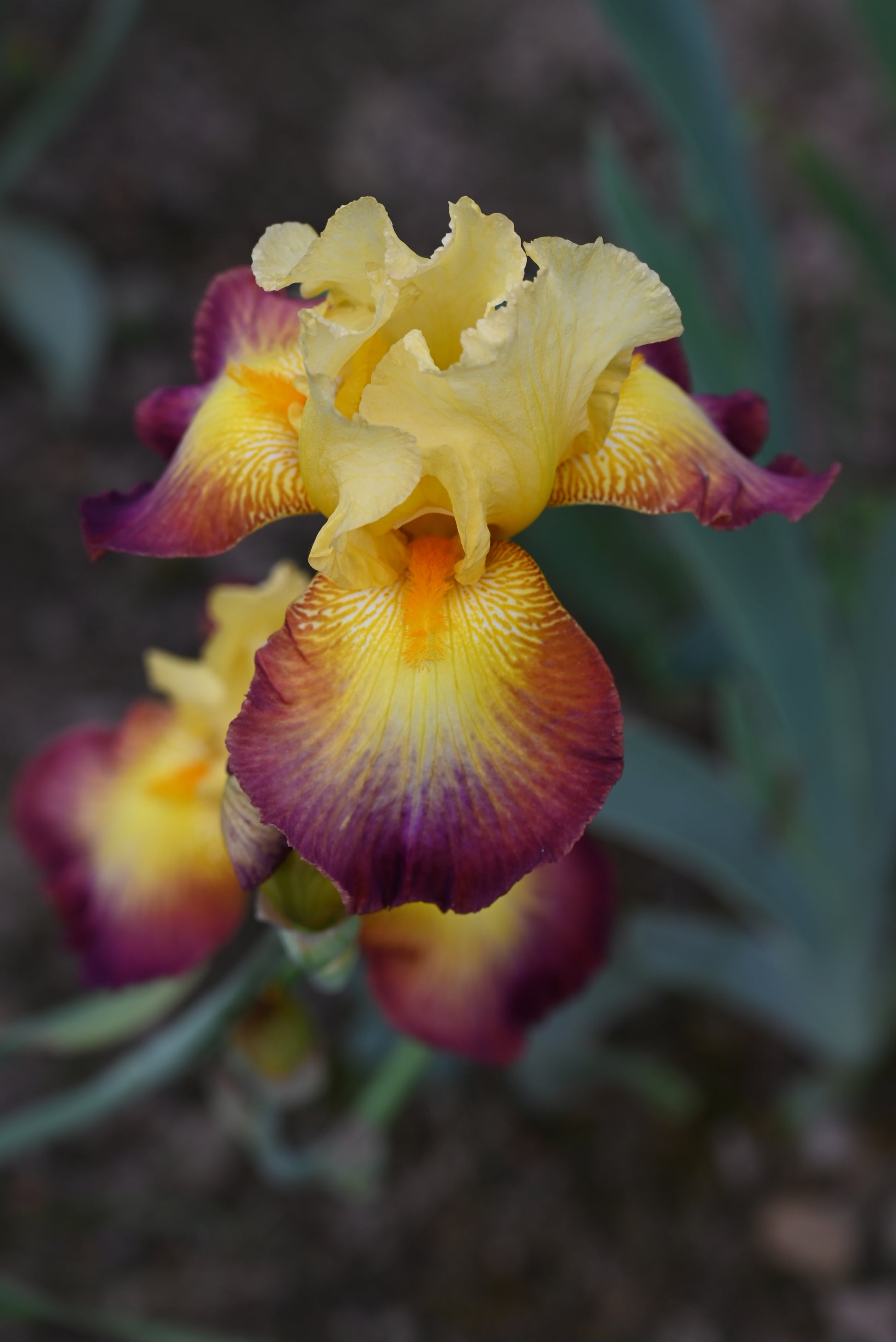 The flower Radiant Caterpillar - Tall Bearded Iris (TB)