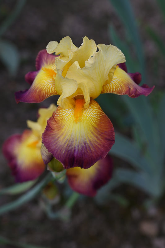 The flower Radiant Caterpillar - Tall Bearded Iris (TB)