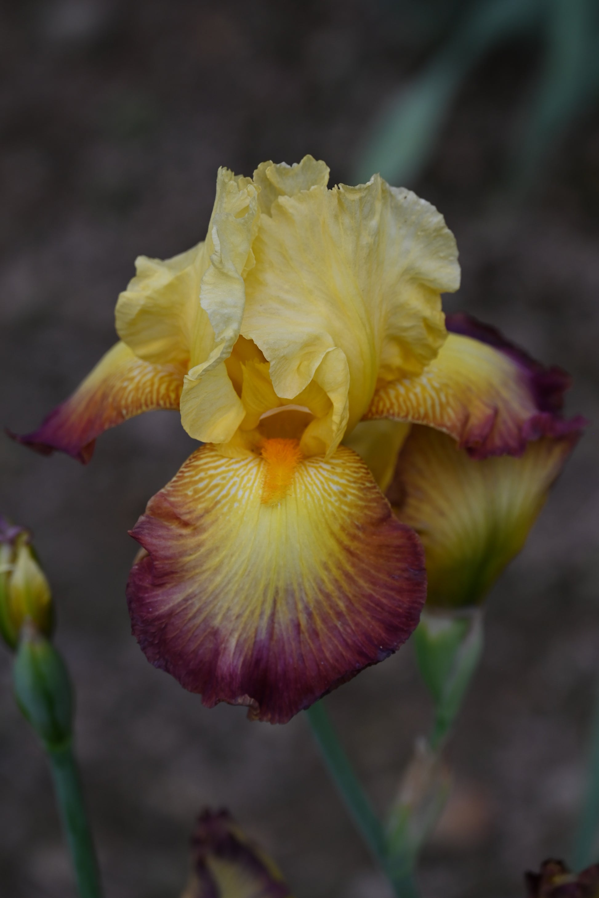 The flower Radiant Caterpillar - Tall Bearded Iris (TB)