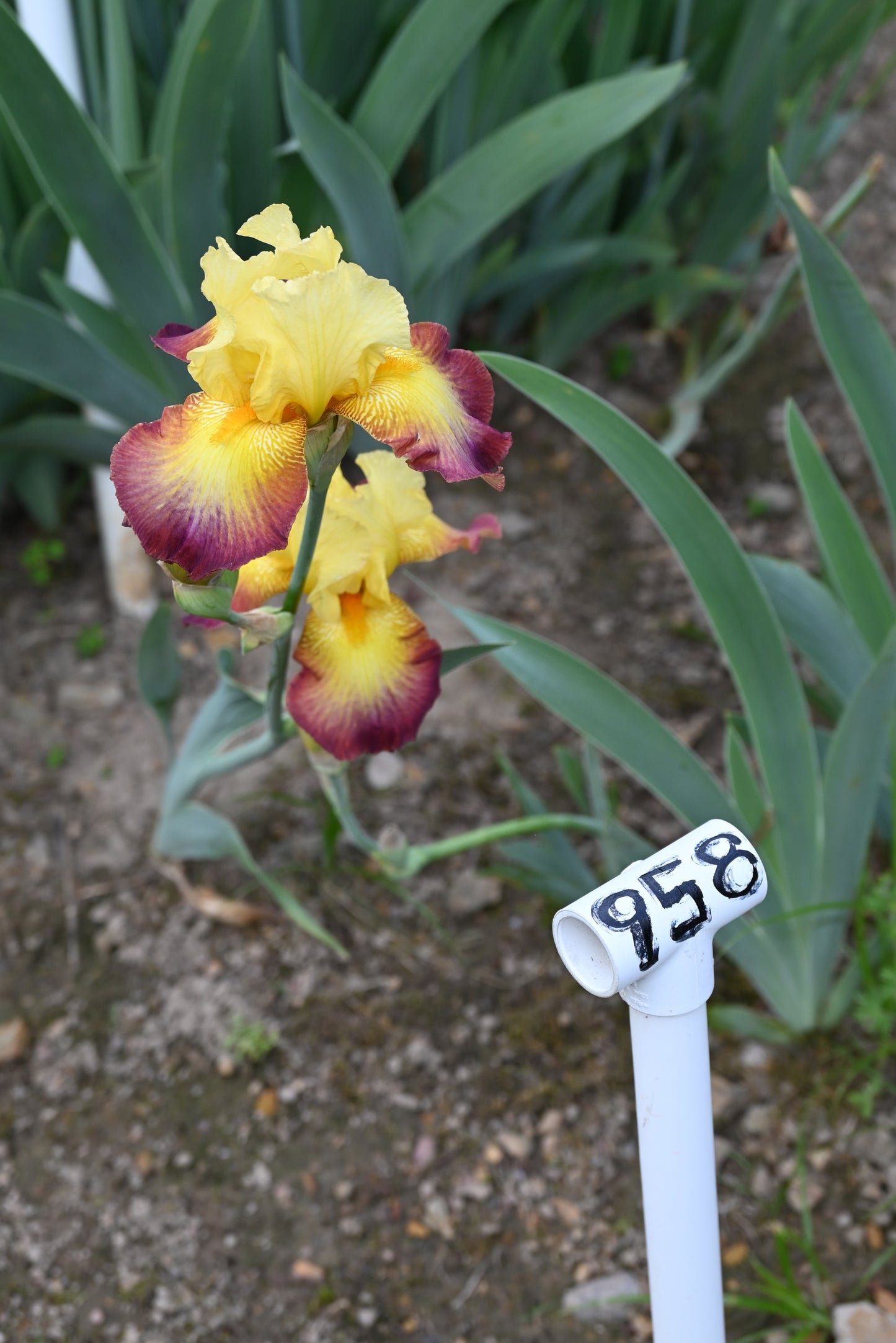 The flower Radiant Caterpillar - Tall Bearded Iris (TB)