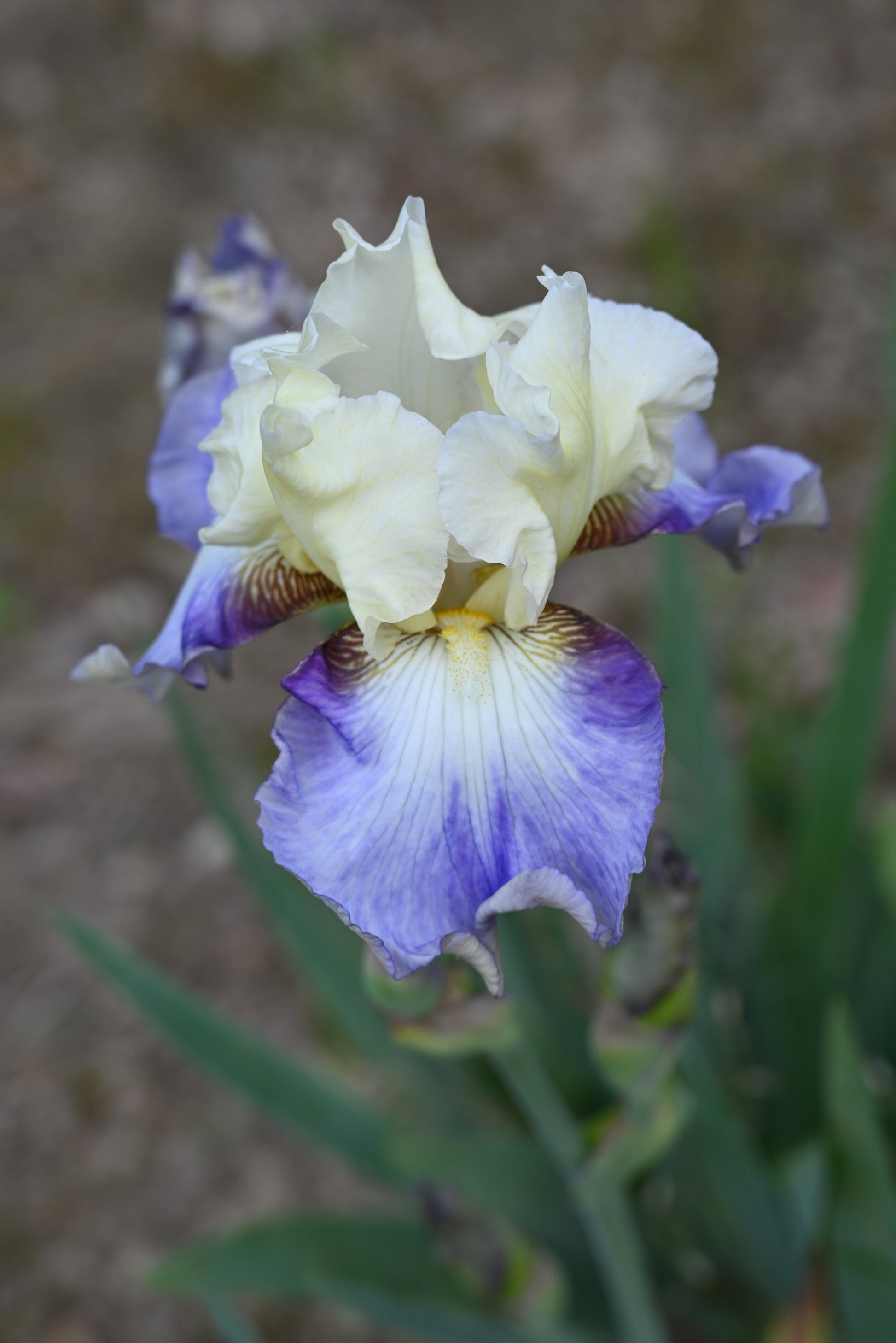 The flower Seakist - Tall Bearded Iris (TB)