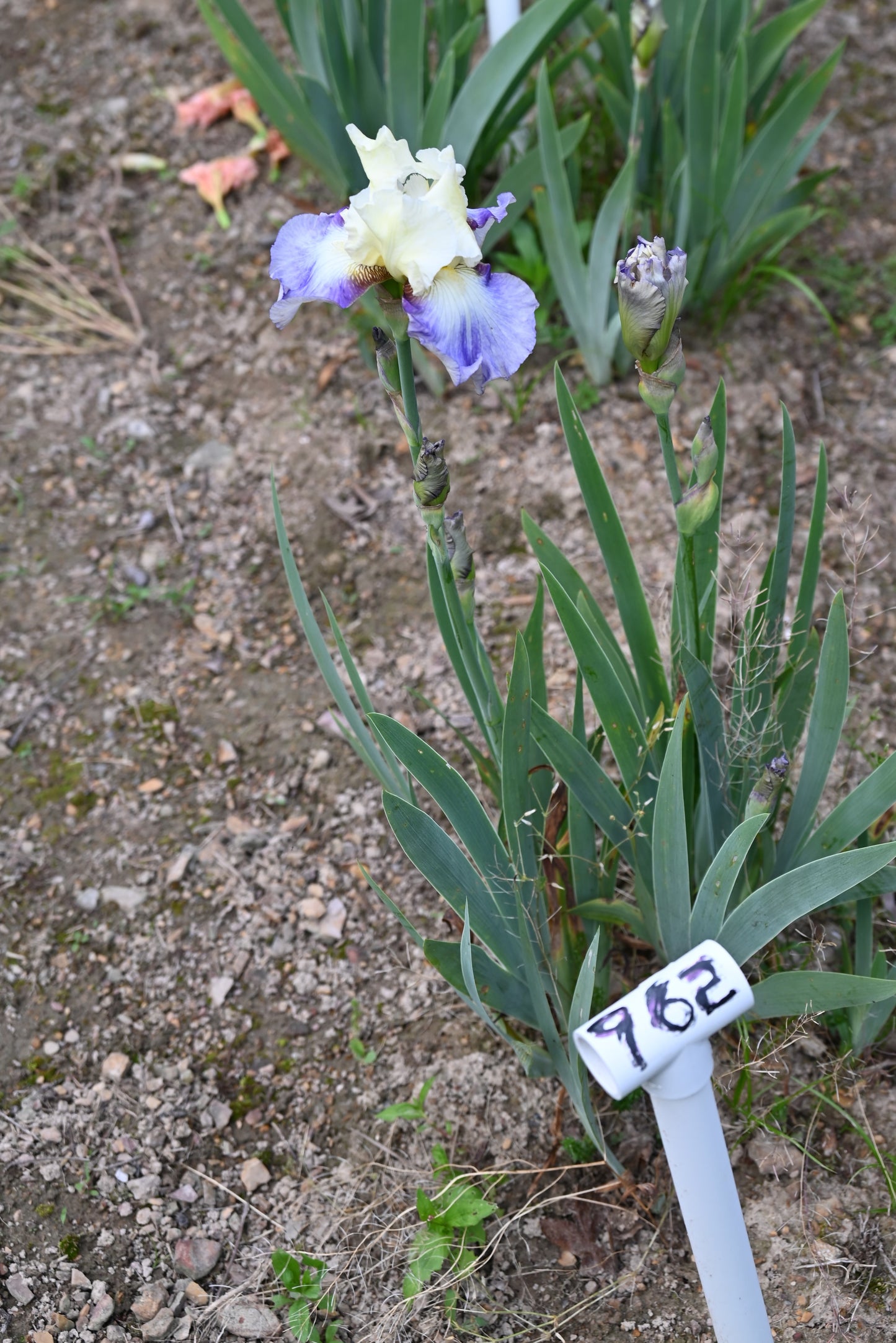 The flower Seakist - Tall Bearded Iris (TB)