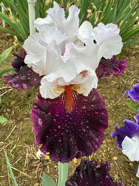 The flower Starring - Tall Bearded Iris (TB)