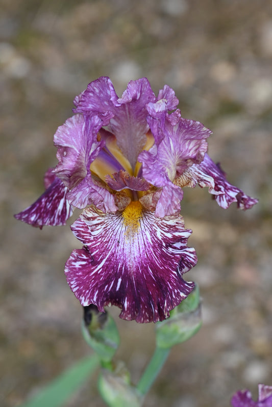 The flower Total Chaos - Tall Bearded Iris (TB)