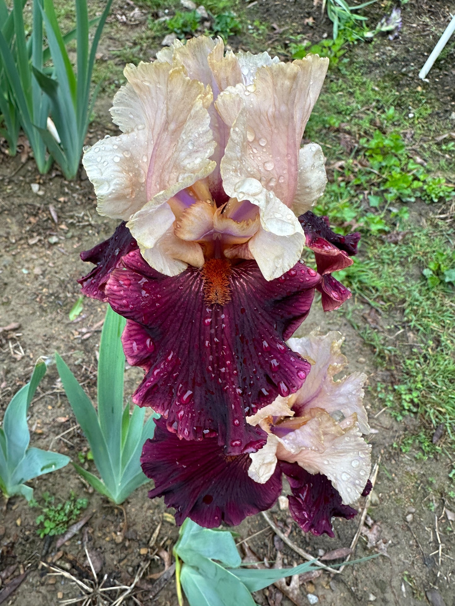 The flower Broad Shoulders - Tall Bearded Iris (TB)