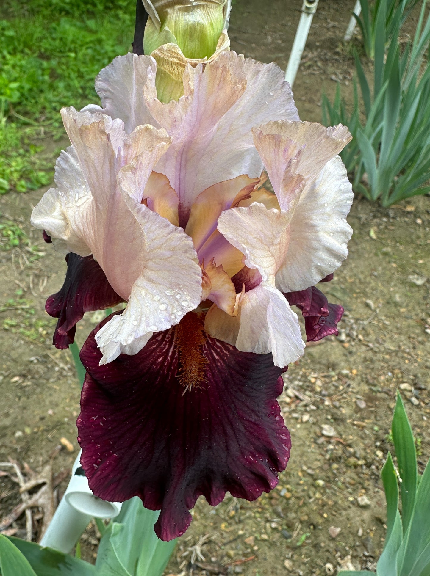 The flower Broad Shoulders - Tall Bearded Iris (TB)