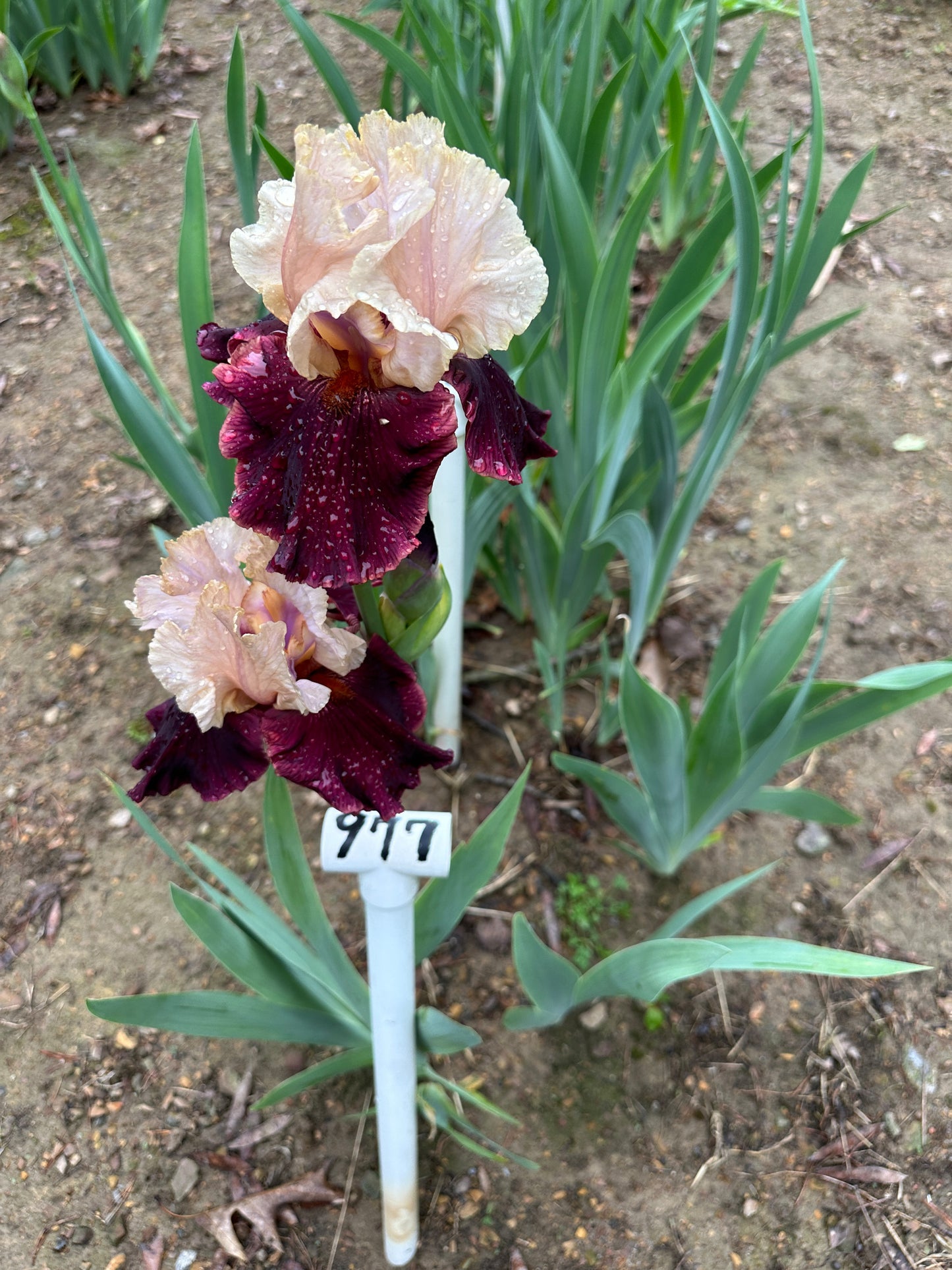 The flower Broad Shoulders - Tall Bearded Iris (TB)