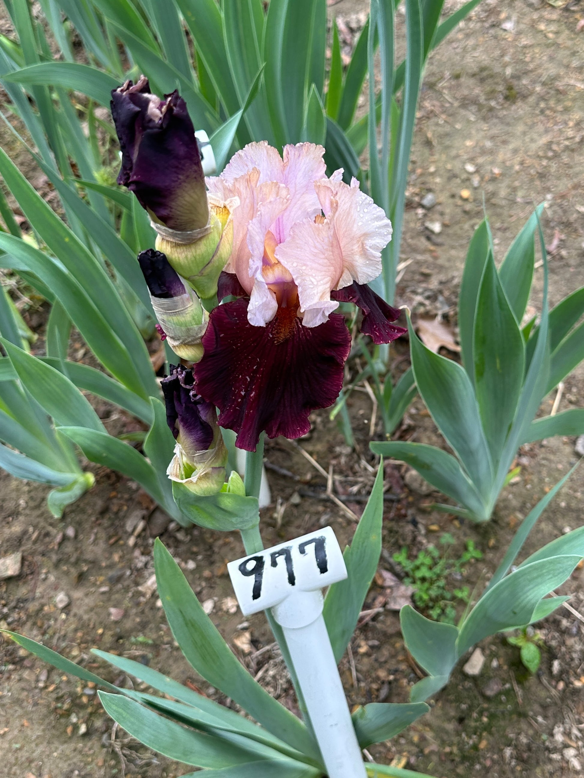 The flower Broad Shoulders - Tall Bearded Iris (TB)