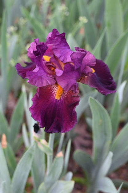 The flower Coalignition - Tall Bearded Iris (TB)