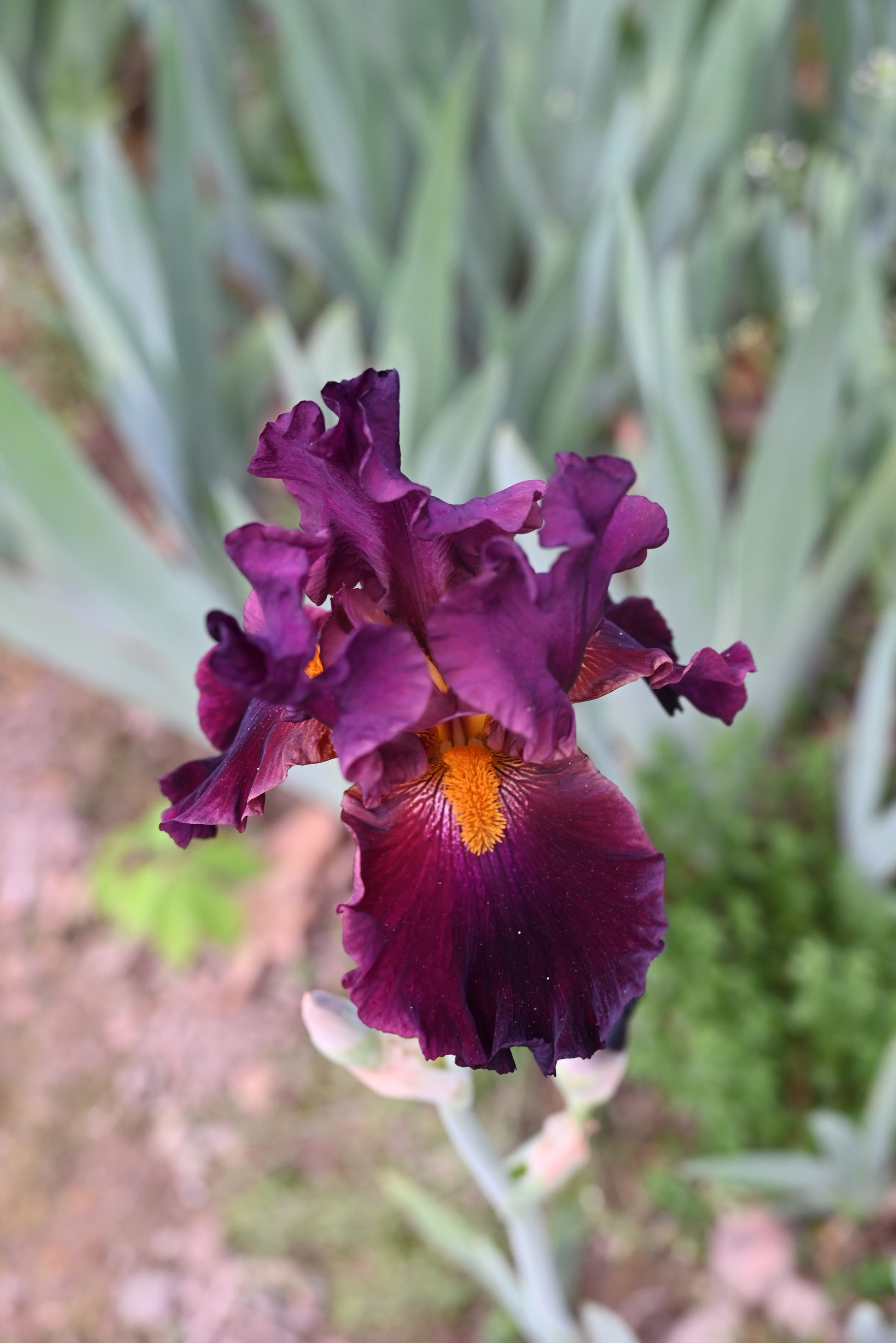 The flower Coalignition - Tall Bearded Iris (TB)