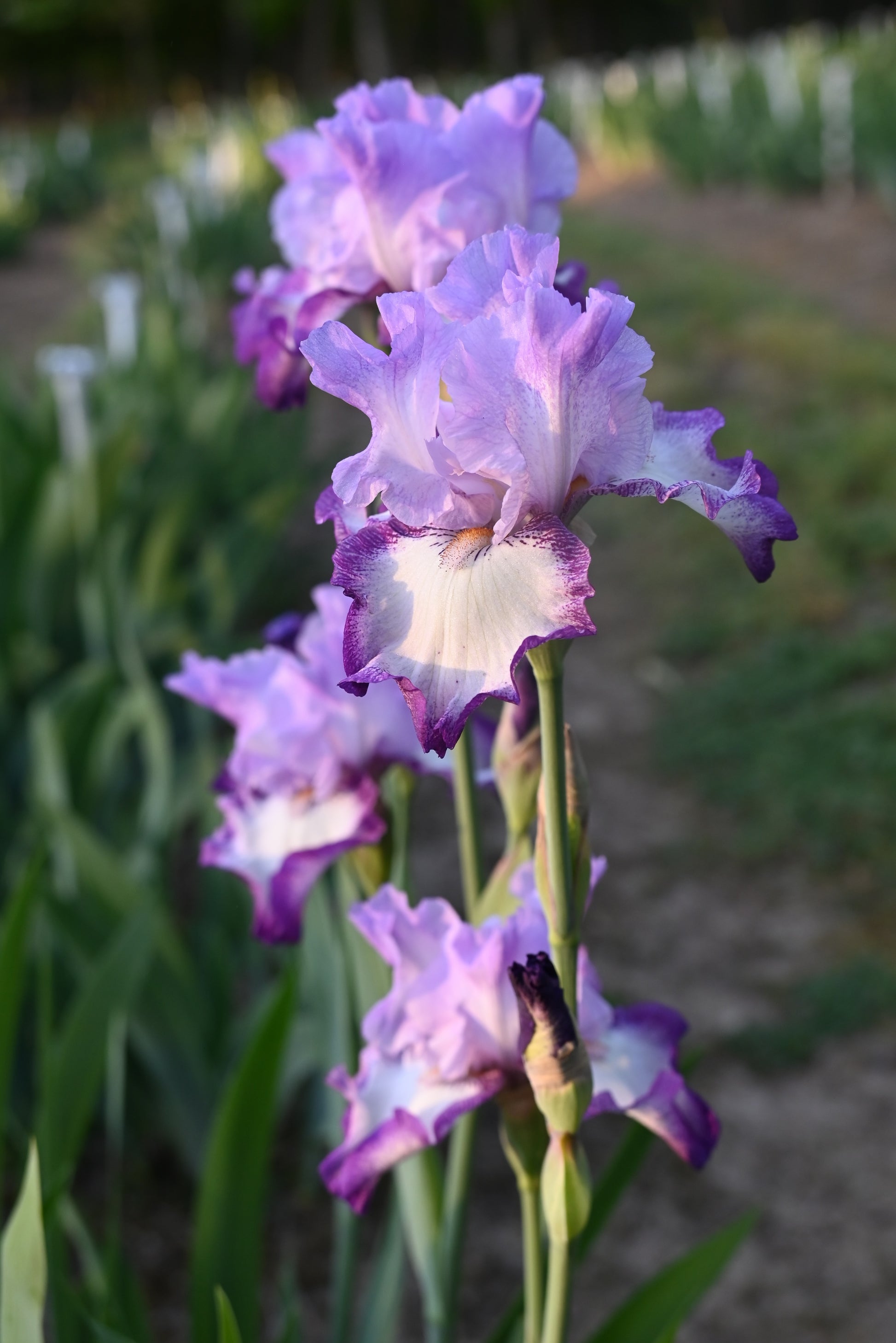 The flower Eagle's Flight - Tall Bearded Iris (TB)