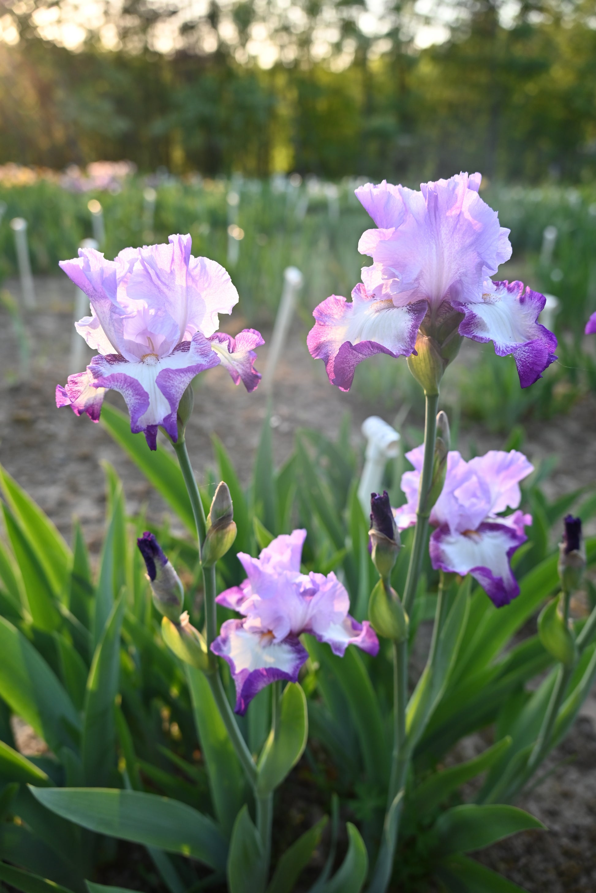 The flower Eagle's Flight - Tall Bearded Iris (TB)