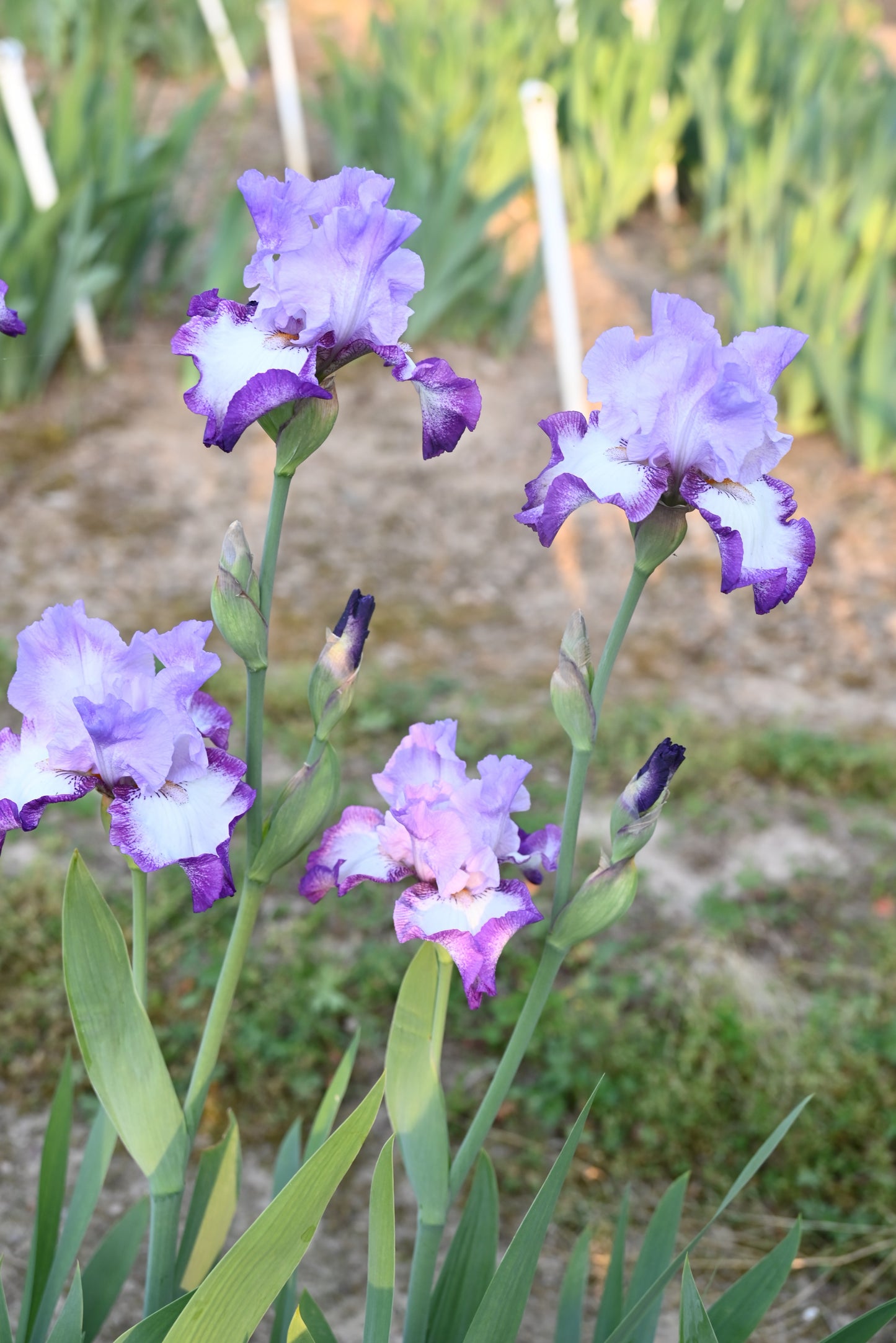 The flower Eagle's Flight - Tall Bearded Iris (TB)