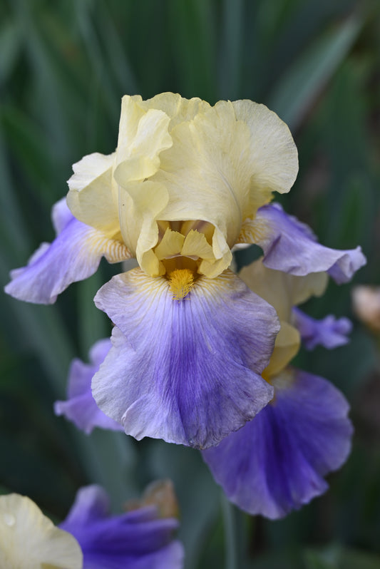 The flower Earth Song - Tall Bearded Iris (TB)