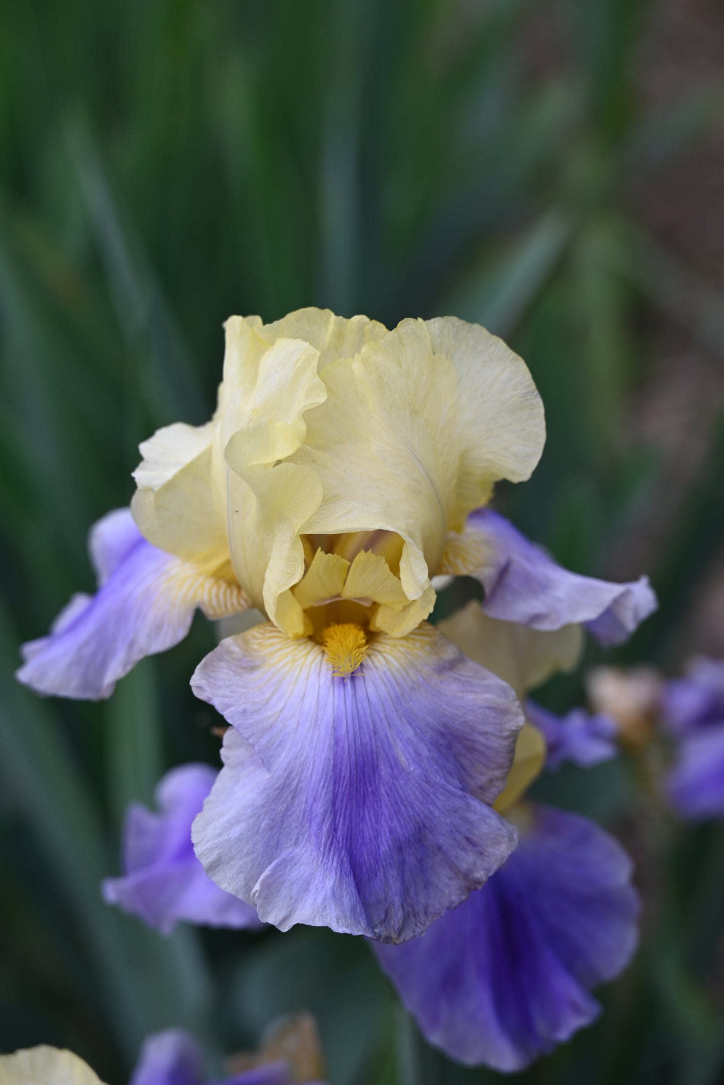 The flower Earth Song - Tall Bearded Iris (TB)