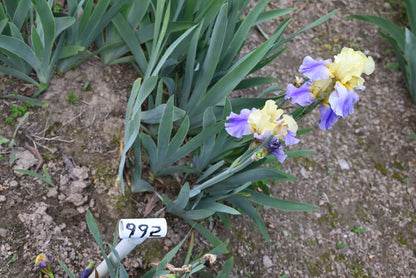 The flower Earth Song - Tall Bearded Iris (TB)