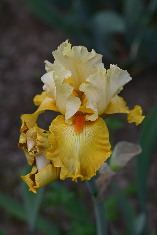 The flower Lighted Within - Tall Bearded Iris (TB)