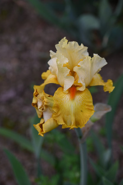 The flower Lighted Within - Tall Bearded Iris (TB)