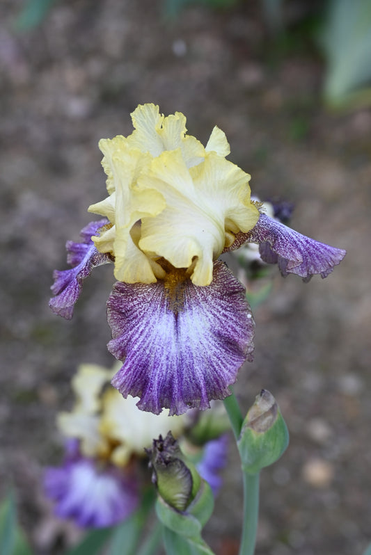 The flower Country Diary - Tall Bearded Iris (TB)