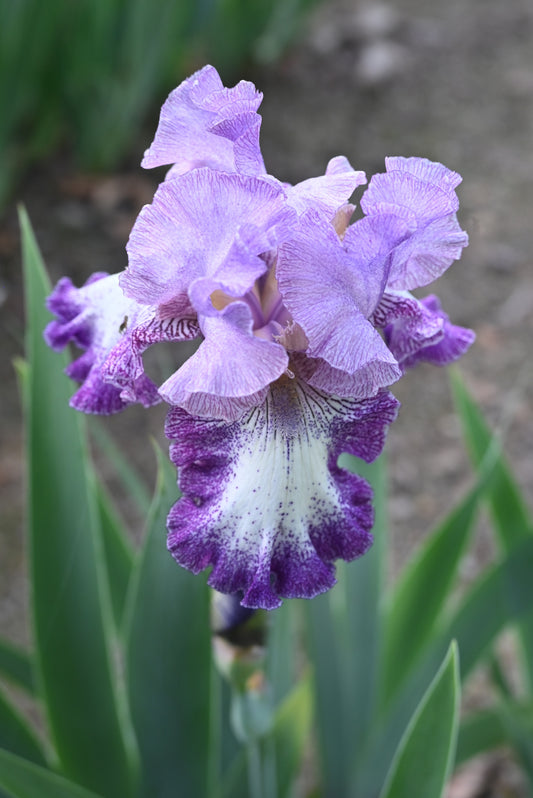 The flower Broadband - Tall Bearded Iris (TB)