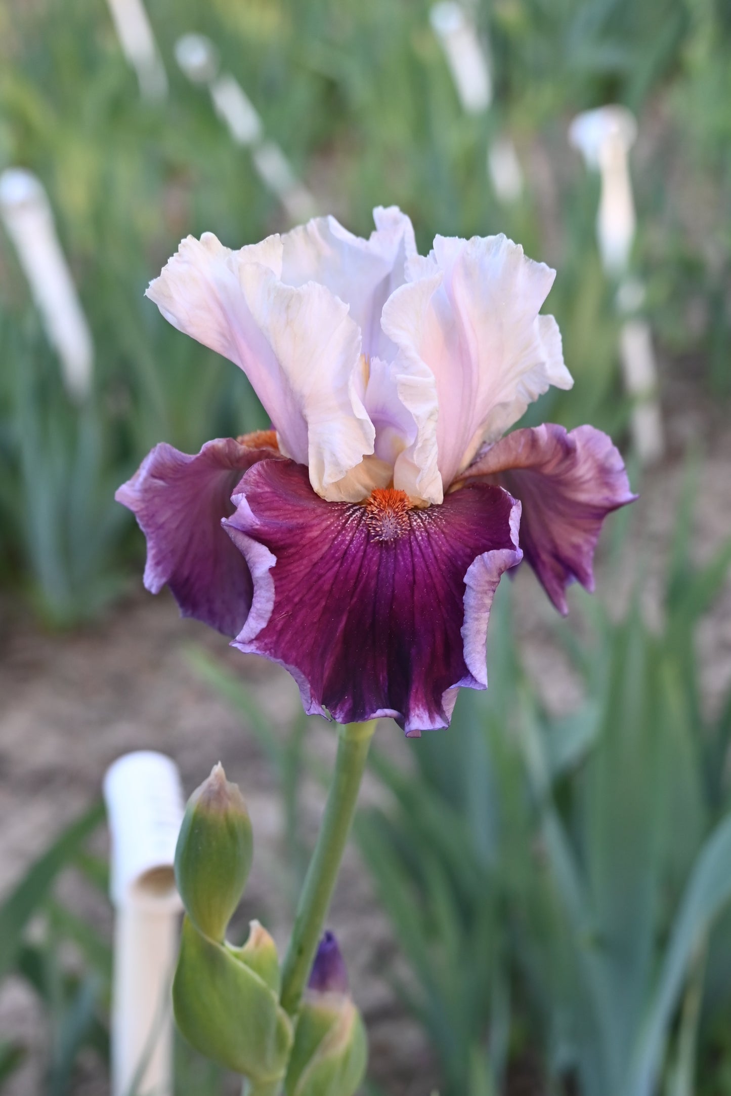 The flower Sweet Seduction - Tall Bearded Iris (TB)