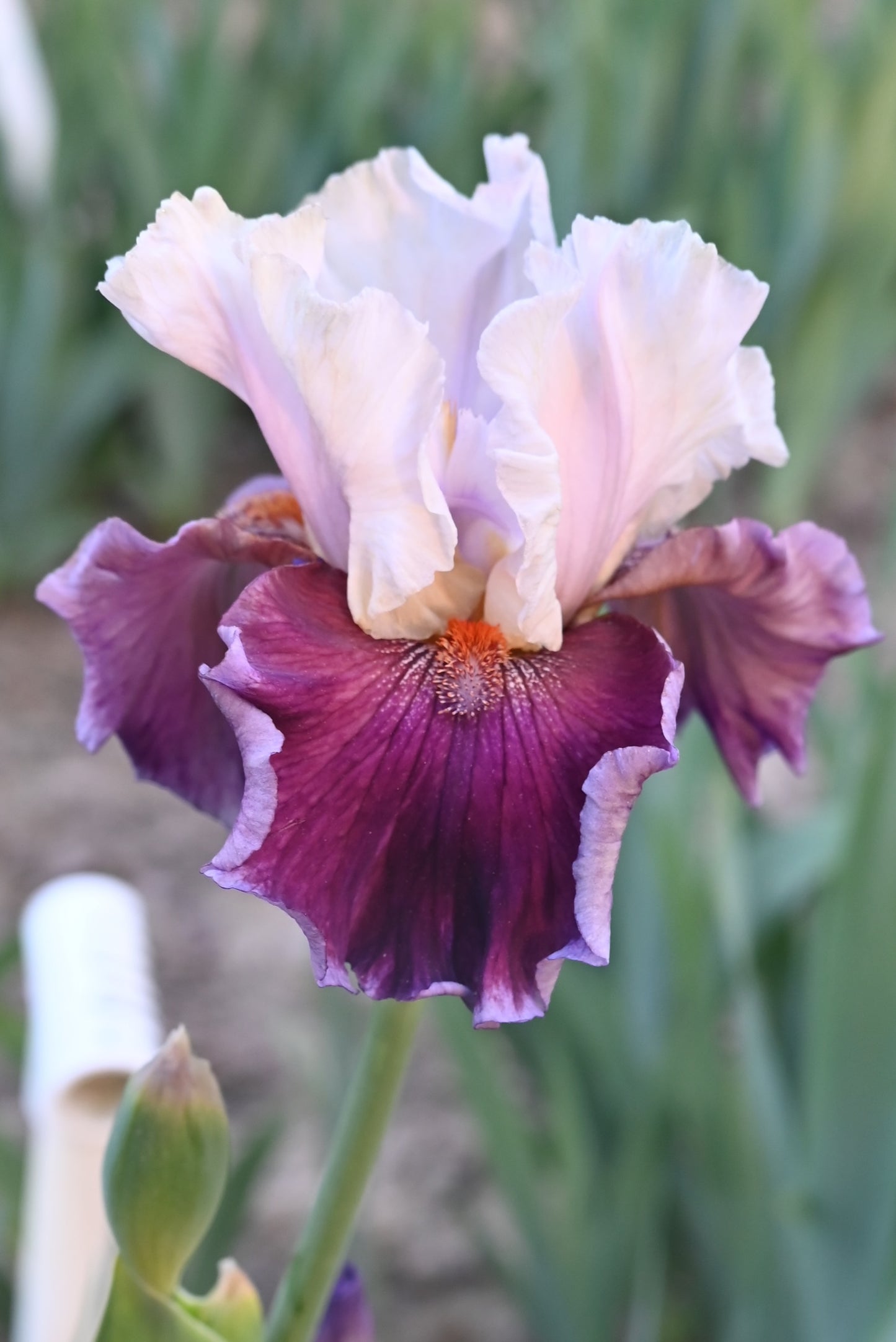 The flower Sweet Seduction - Tall Bearded Iris (TB)