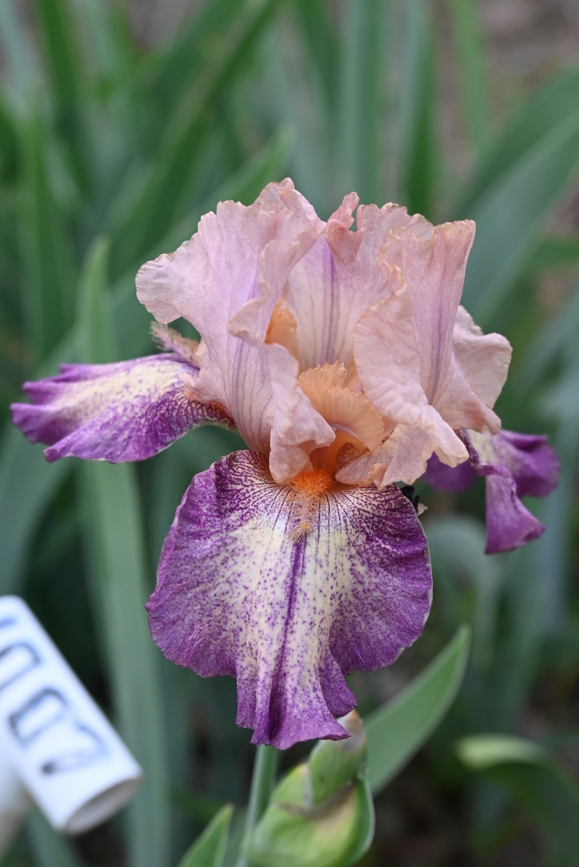 The flower Doctor No - Tall Bearded Iris (TB)