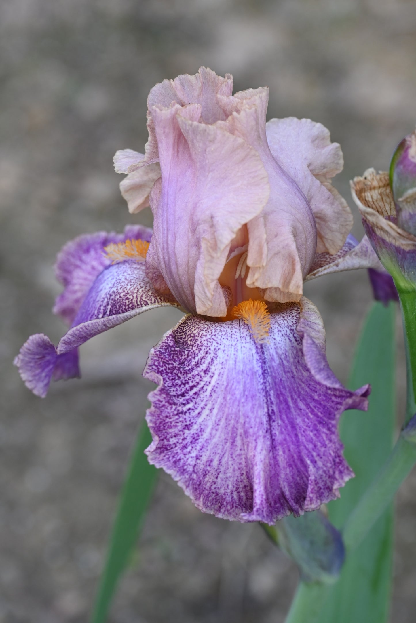 The flower Fancy Friends - Tall Bearded Iris (TB)