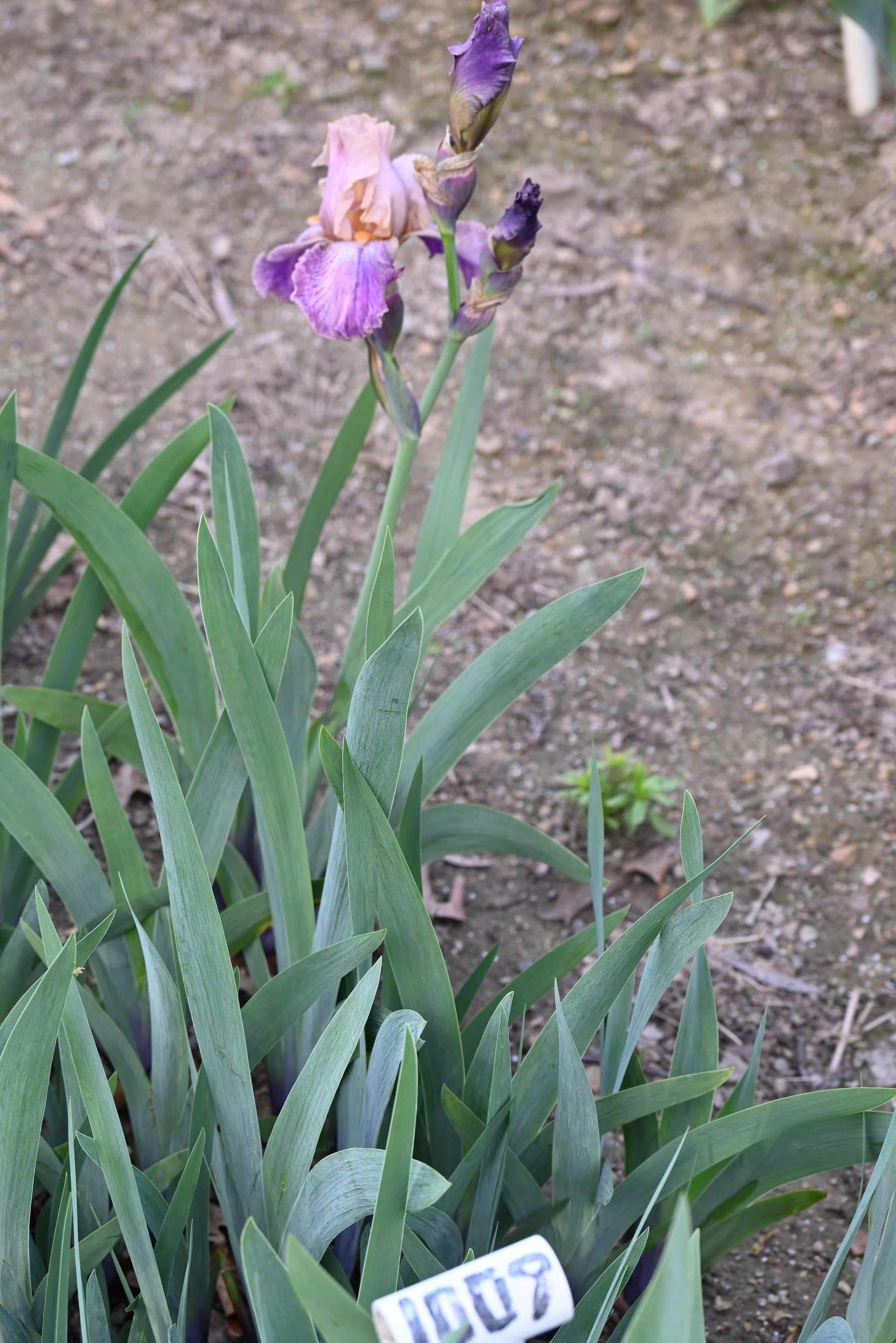 The flower Fancy Friends - Tall Bearded Iris (TB)