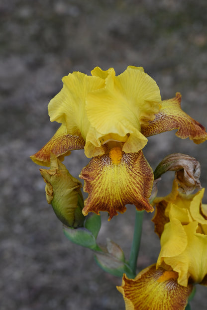 The flower Flaming Sun - Tall Bearded Iris (TB)